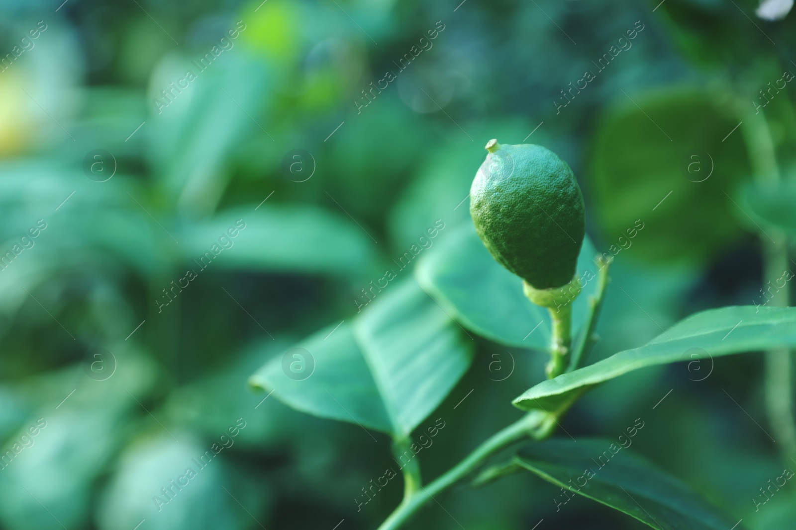 Photo of Unripe citrus fruit growing on tree outdoors, closeup. Space for text