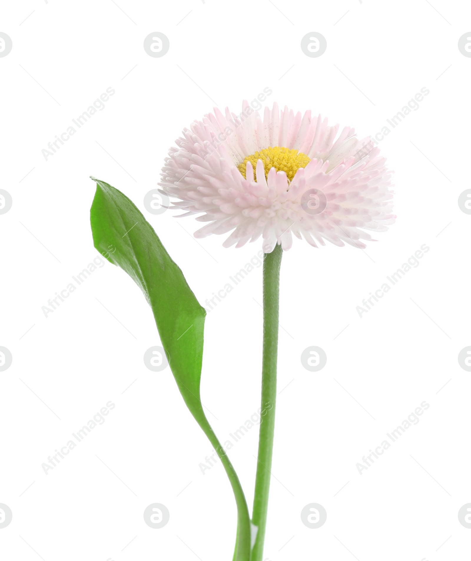 Photo of Beautiful blooming daisy against white background. Spring flower