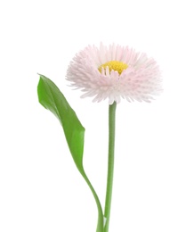 Photo of Beautiful blooming daisy against white background. Spring flower