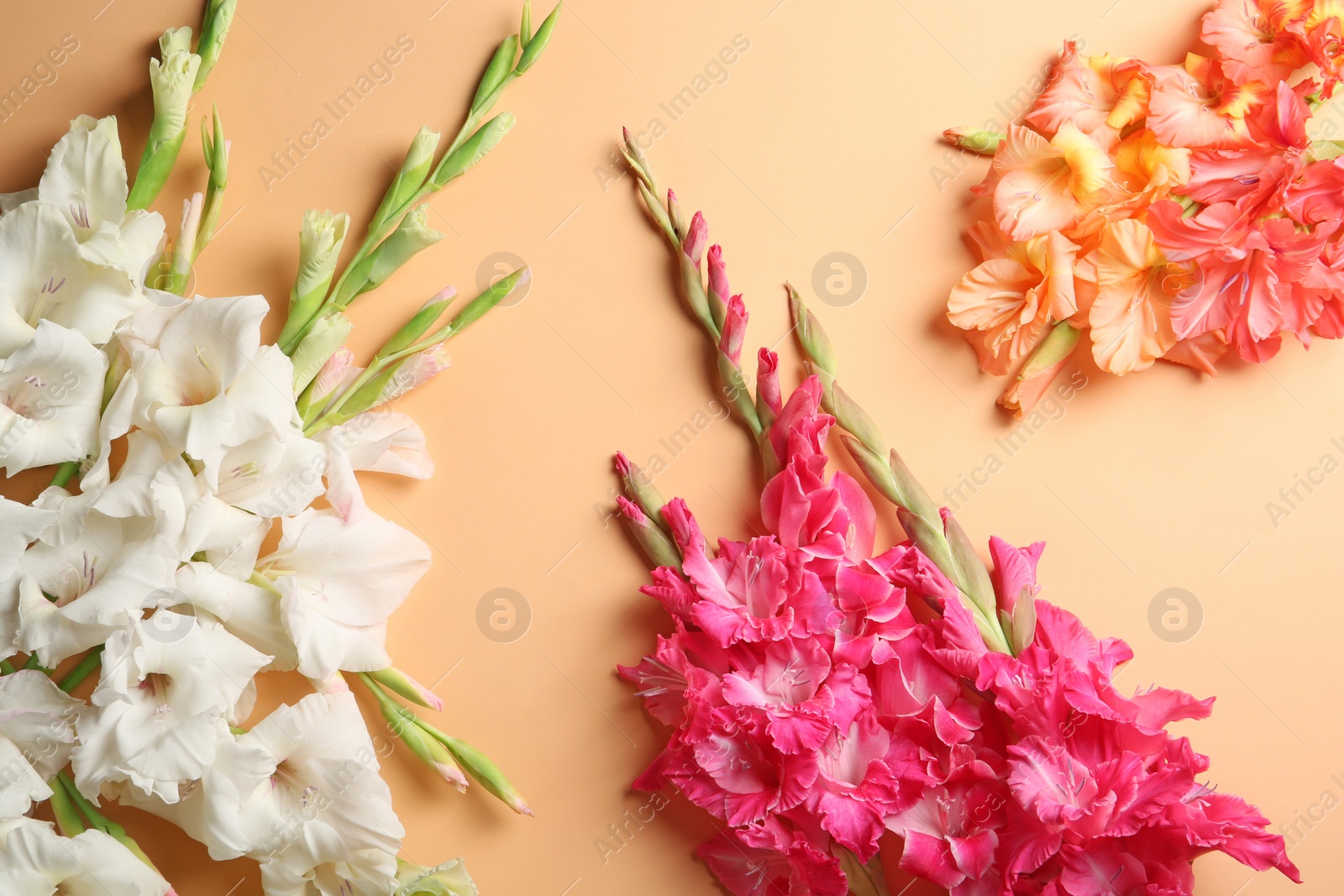 Photo of Flat lay composition with beautiful gladiolus flowers on color background