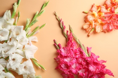 Photo of Flat lay composition with beautiful gladiolus flowers on color background