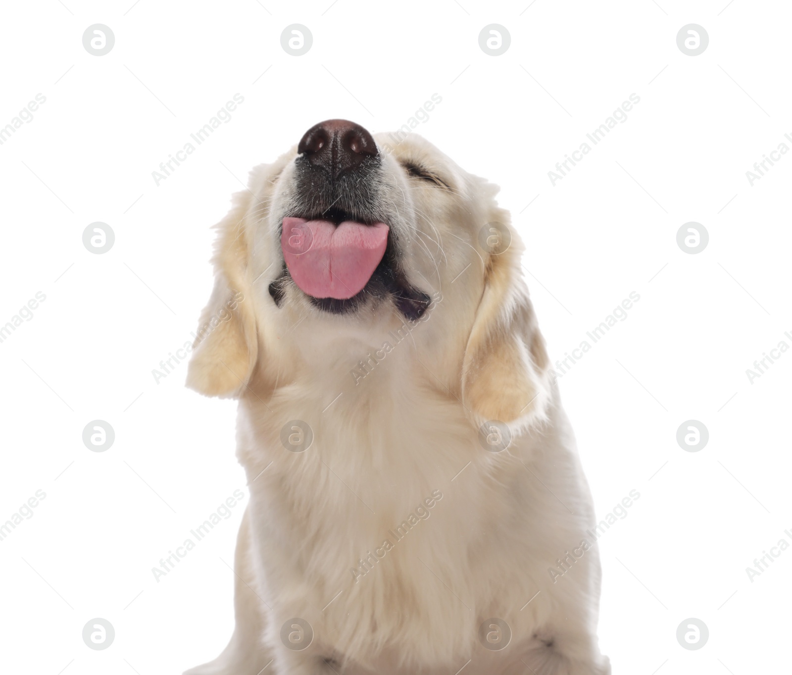 Photo of Cute Labrador Retriever showing tongue on white background