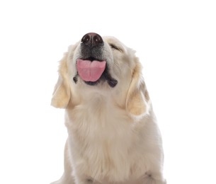 Cute Labrador Retriever showing tongue on white background