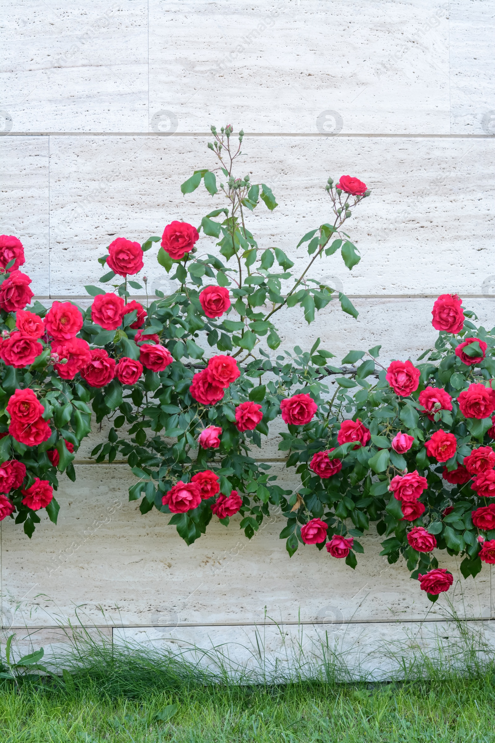 Photo of Beautiful blooming rose bush climbing on house wall