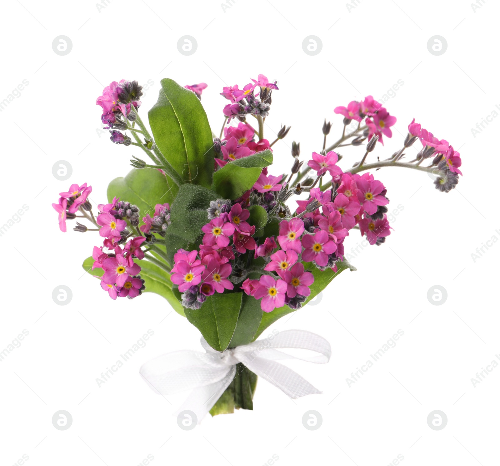 Photo of Bouquet of beautiful pink Forget-me-not flowers isolated on white