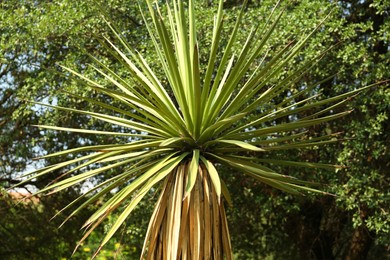 Photo of Tropical palm with beautiful green leaves outdoors