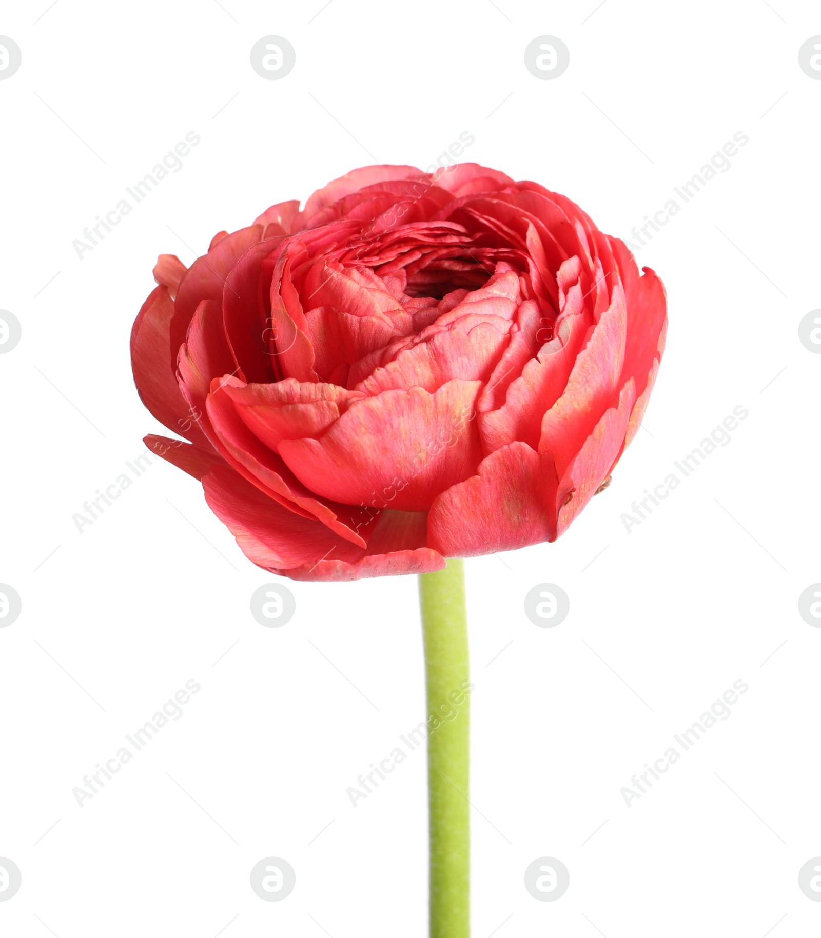 Photo of Beautiful fresh ranunculus flower isolated on white