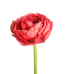 Photo of Beautiful fresh ranunculus flower isolated on white