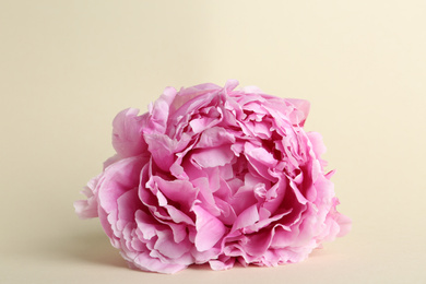 Photo of Beautiful pink peony flower on beige background, closeup