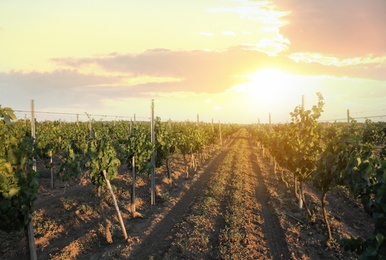 Beautiful view of vineyard with ripening grapes