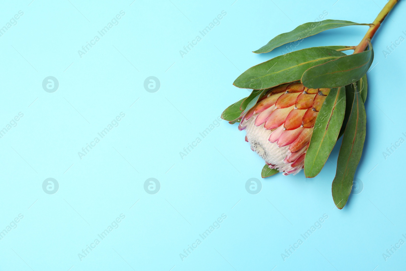 Photo of Beautiful protea flower on blue background. Tropical plant