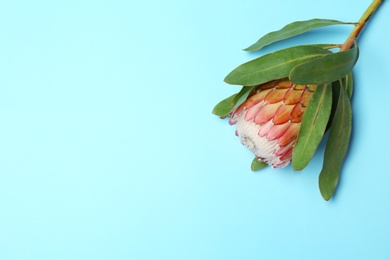 Photo of Beautiful protea flower on blue background. Tropical plant
