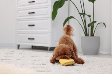 Photo of Cute Maltipoo dog gnawing yellow slipper at home, space for text. Lovely pet