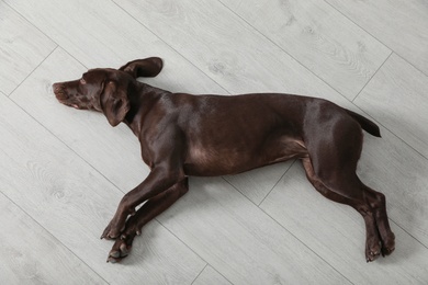 Photo of Cute German Shorthaired Pointer dog resting on warm floor, top view. Heating system