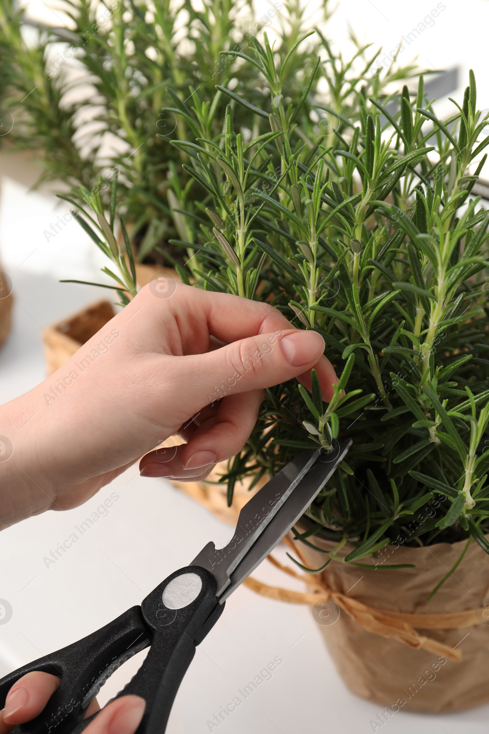 Photo of Woman cutting aromatic green rosemary sprig at white table, closeup