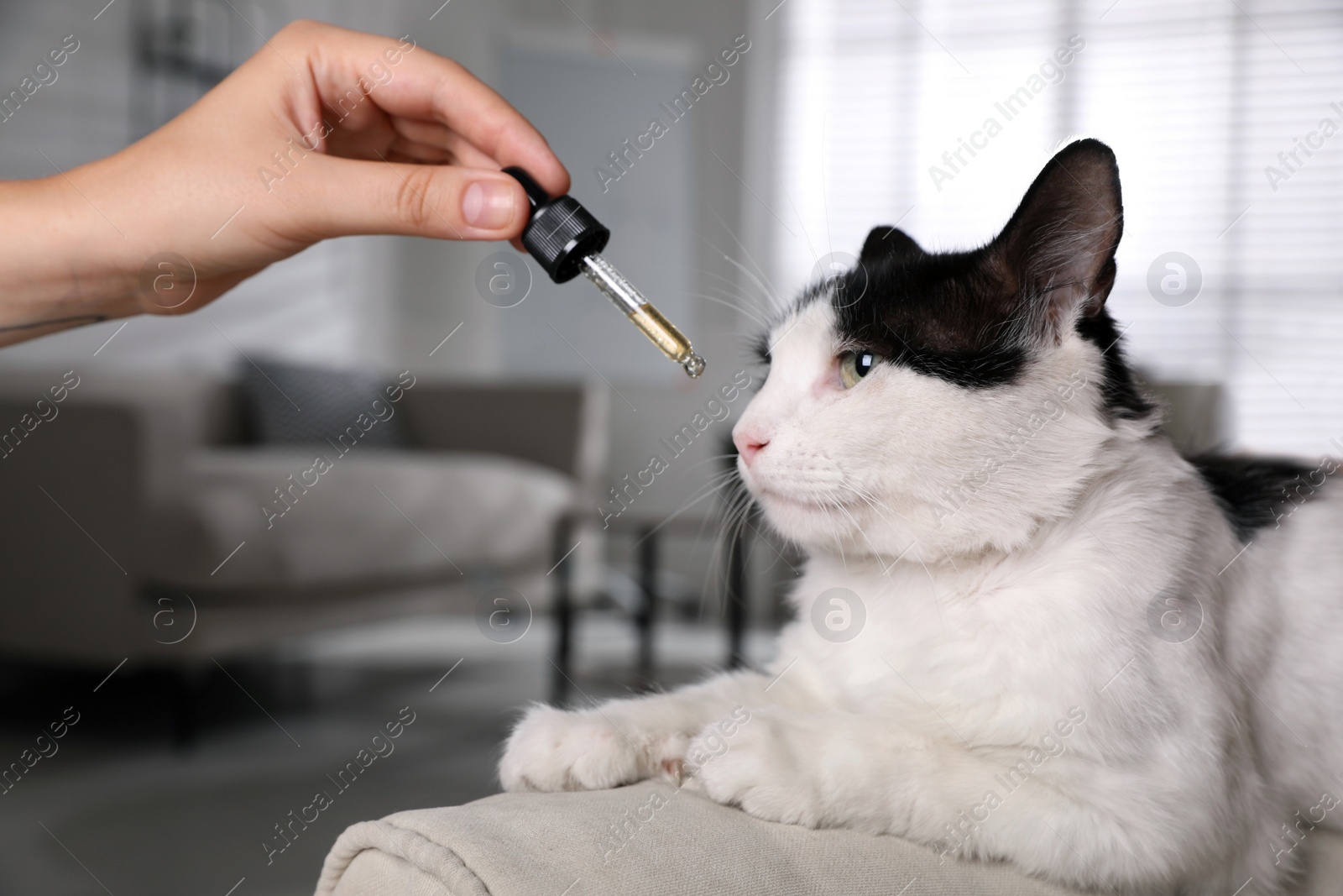 Photo of Woman giving tincture to cat at home, closeup