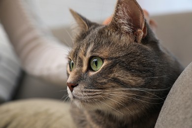 Photo of Woman with beautiful grey tabby cat on sofa at home, closeup. Cute pet