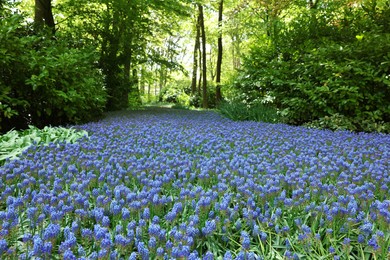 Many beautiful muscari flowers in park. Spring season