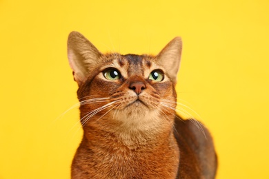Photo of Beautiful Abyssinian cat on yellow background, closeup. Lovely pet