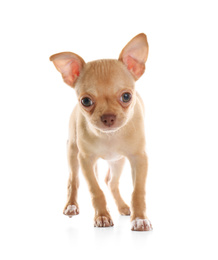 Photo of Cute Chihuahua puppy on white background. Baby animal