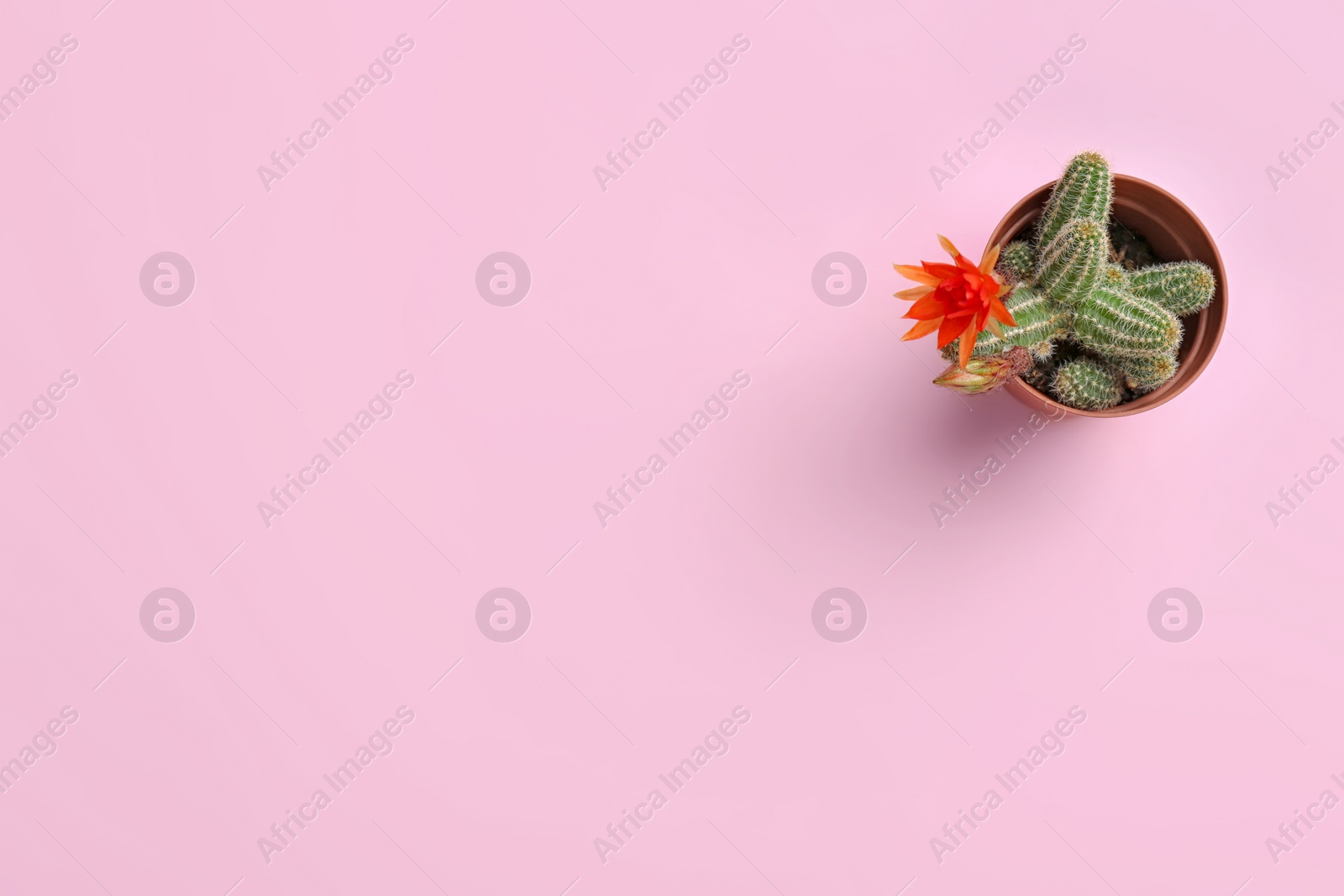 Photo of Cactus (Echinopsis chamaecereus) with beautiful red flower in pot on color background, top view. Space for text