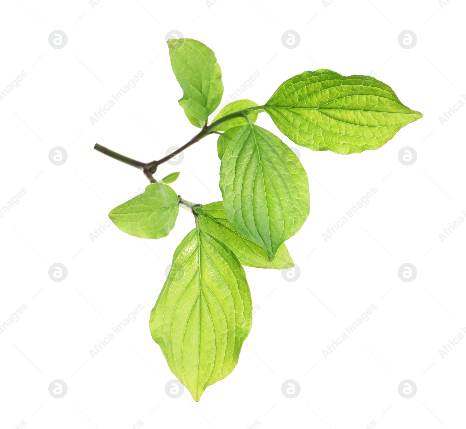 Photo of Branch with green leaves on white background