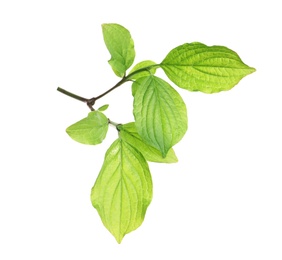 Photo of Branch with green leaves on white background