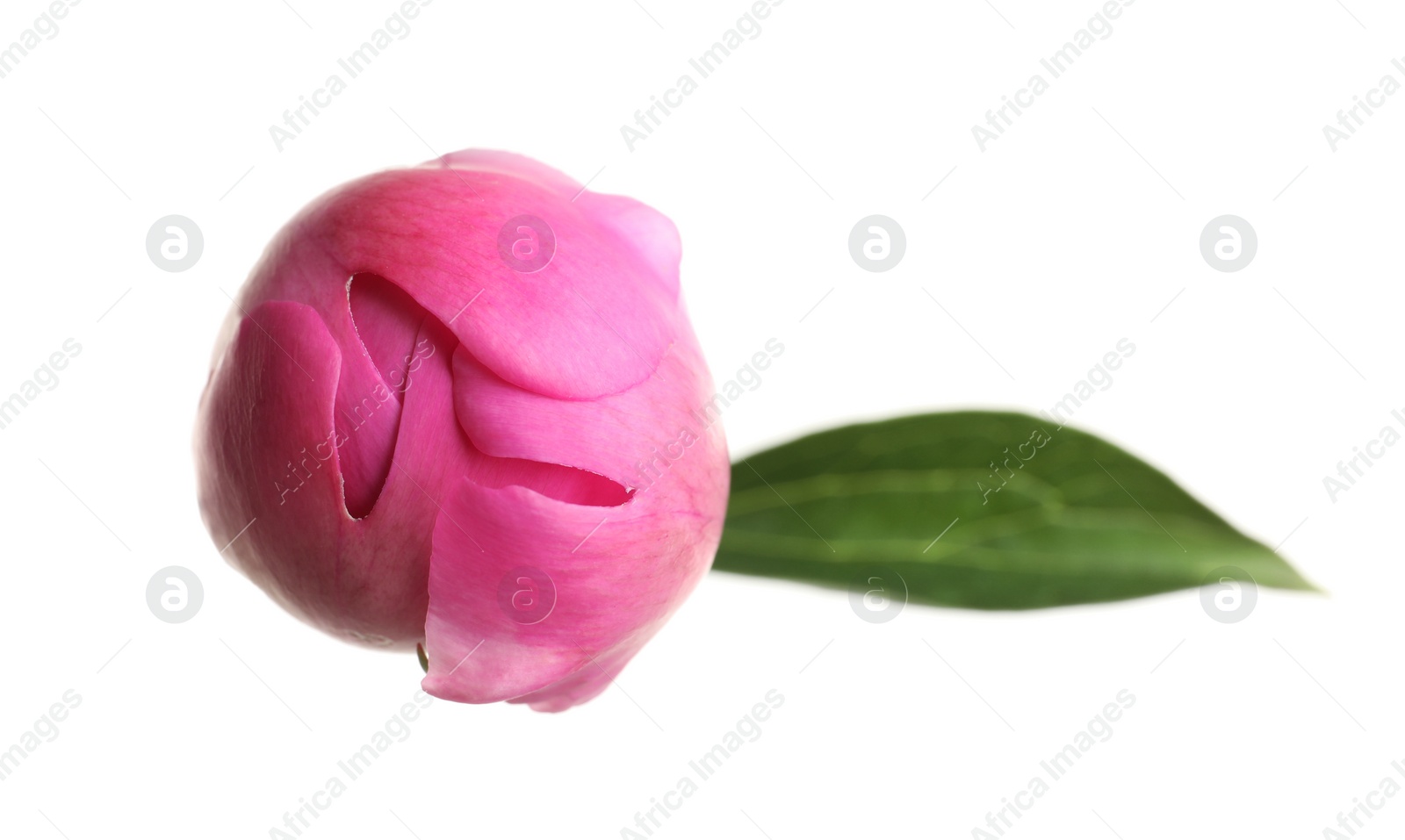 Photo of Closed bud of peony flower isolated on white, top view