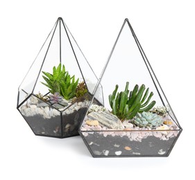 Glass florarium vases with succulents on white background