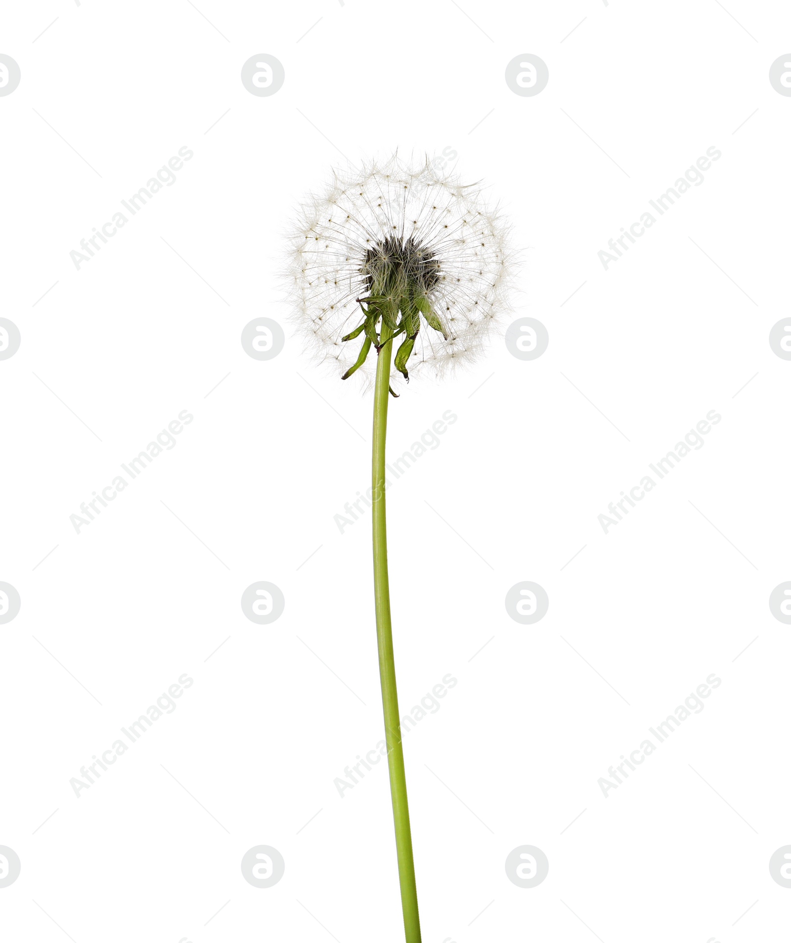 Photo of Beautiful fluffy dandelion flower isolated on white