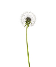 Photo of Beautiful fluffy dandelion flower isolated on white