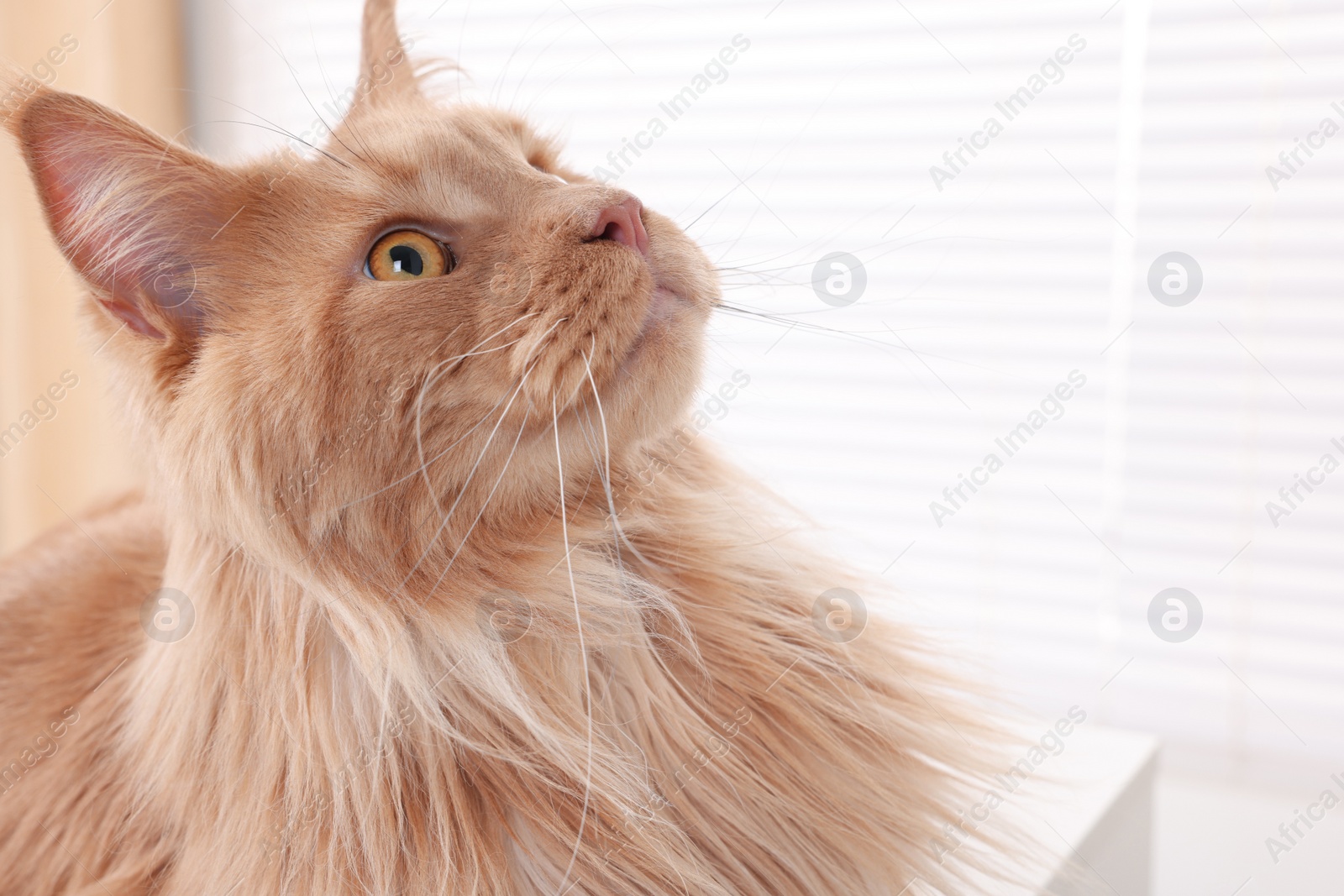 Photo of Adorable domestic cat indoors, closeup. Space for text