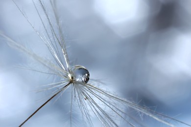 Photo of Seeds of dandelion flower with water drops on blurred background, macro photo
