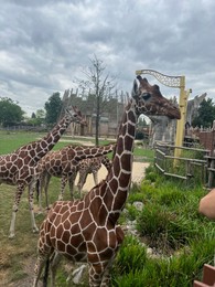 Photo of Rotterdam, Netherlands - August 27, 2022: Group of beautiful giraffes in zoo enclosure