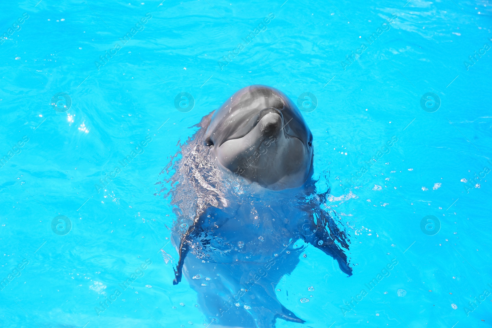 Photo of Dolphin swimming in pool at marine mammal park