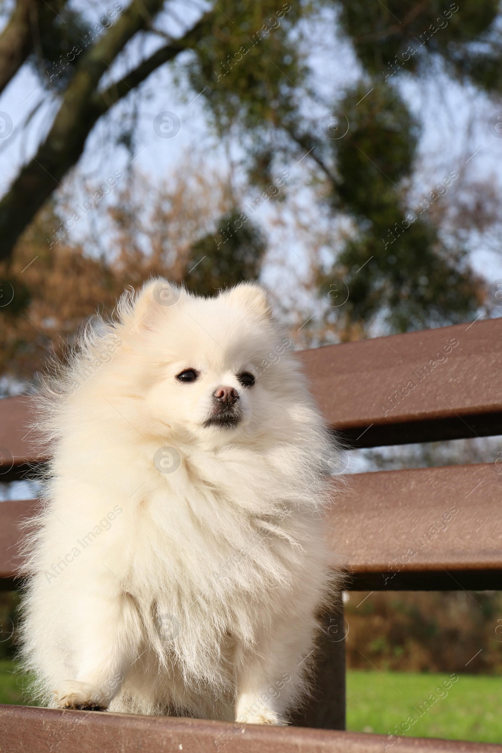 Photo of Cute fluffy Pomeranian dog on wooden bench outdoors. Lovely pet