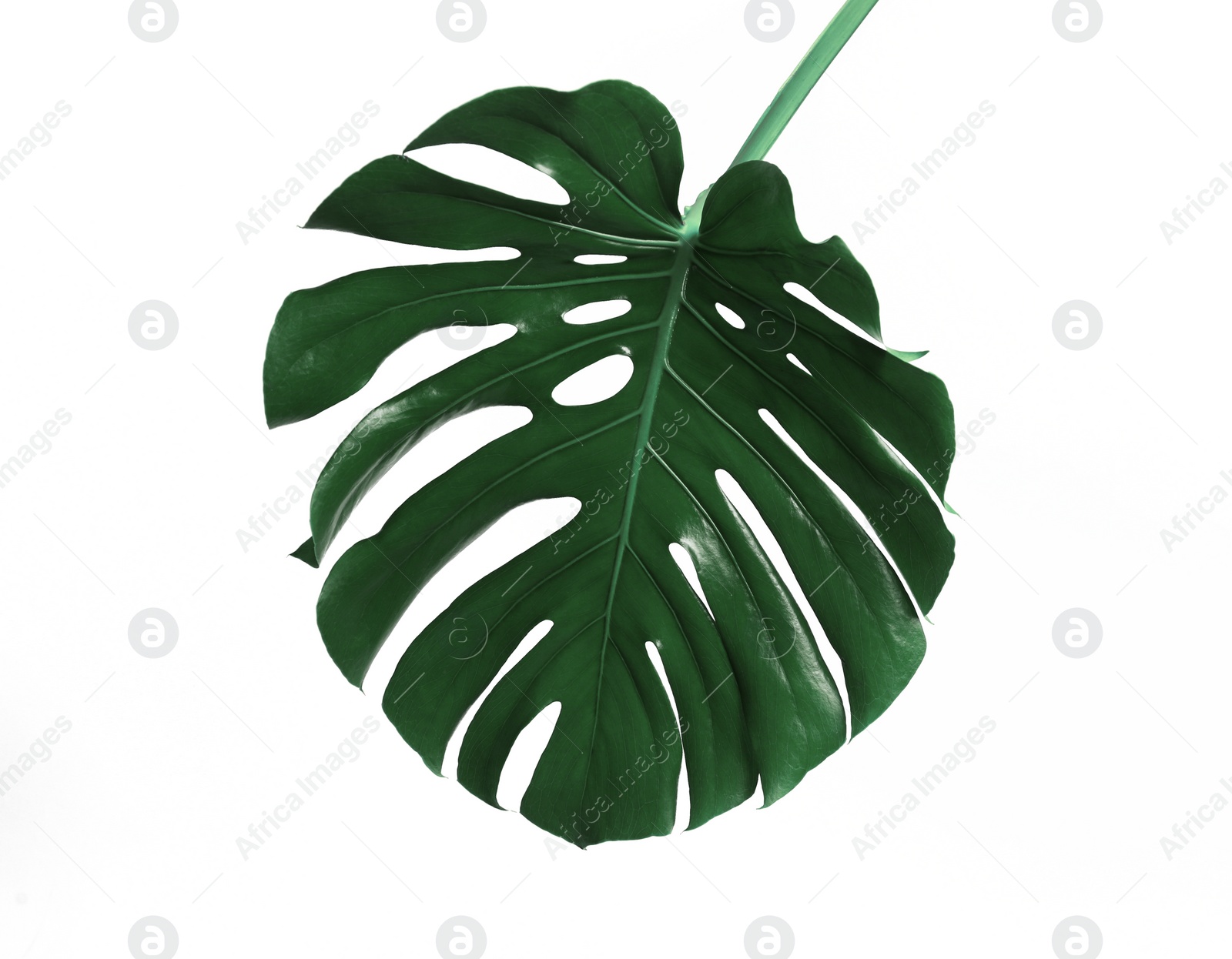 Photo of Beautiful monstera leaf on white background. Tropical plant