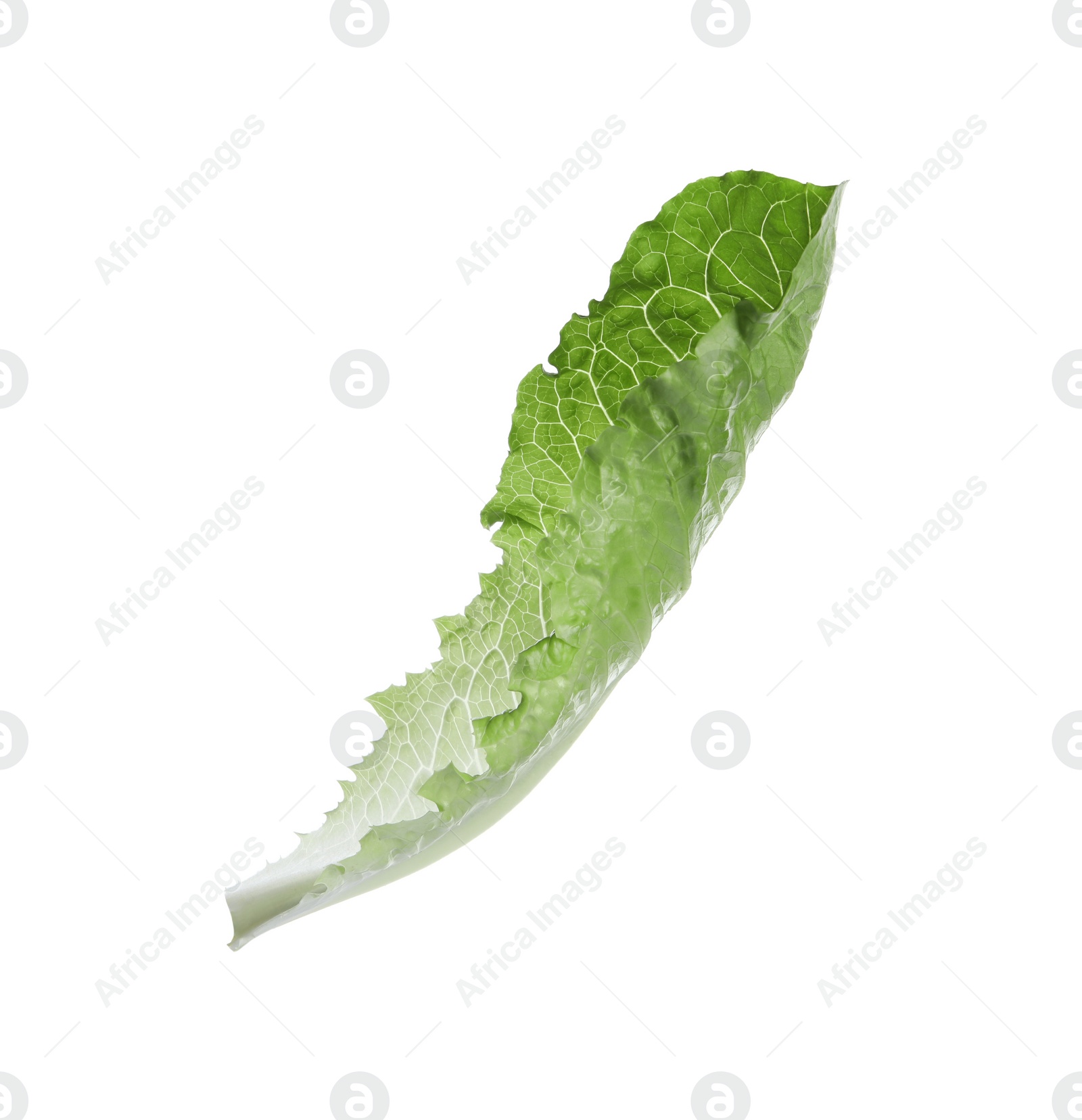 Photo of Fresh leaf of green romaine lettuce isolated on white