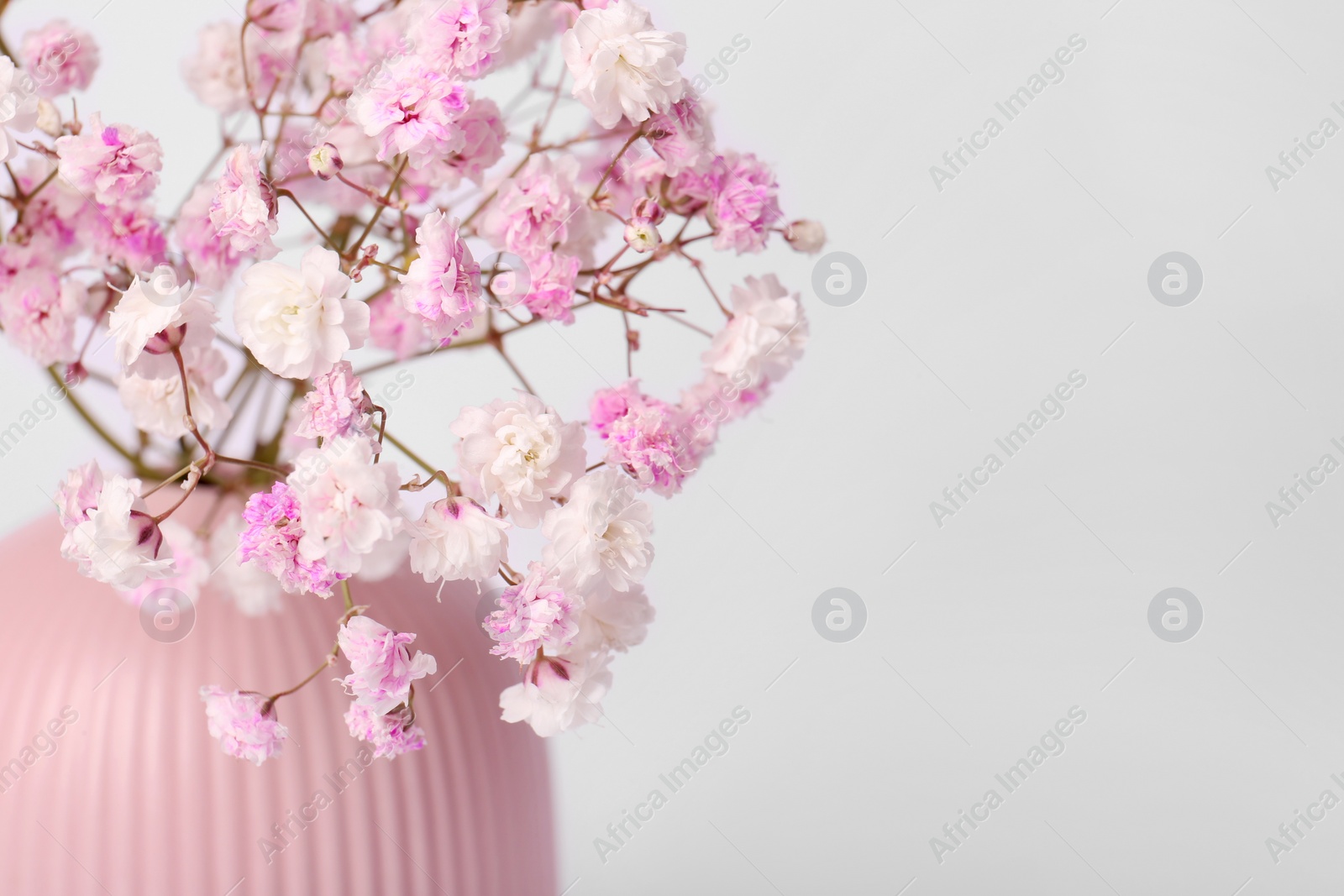 Photo of Beautiful gypsophila flowers in pink vase on white background, closeup