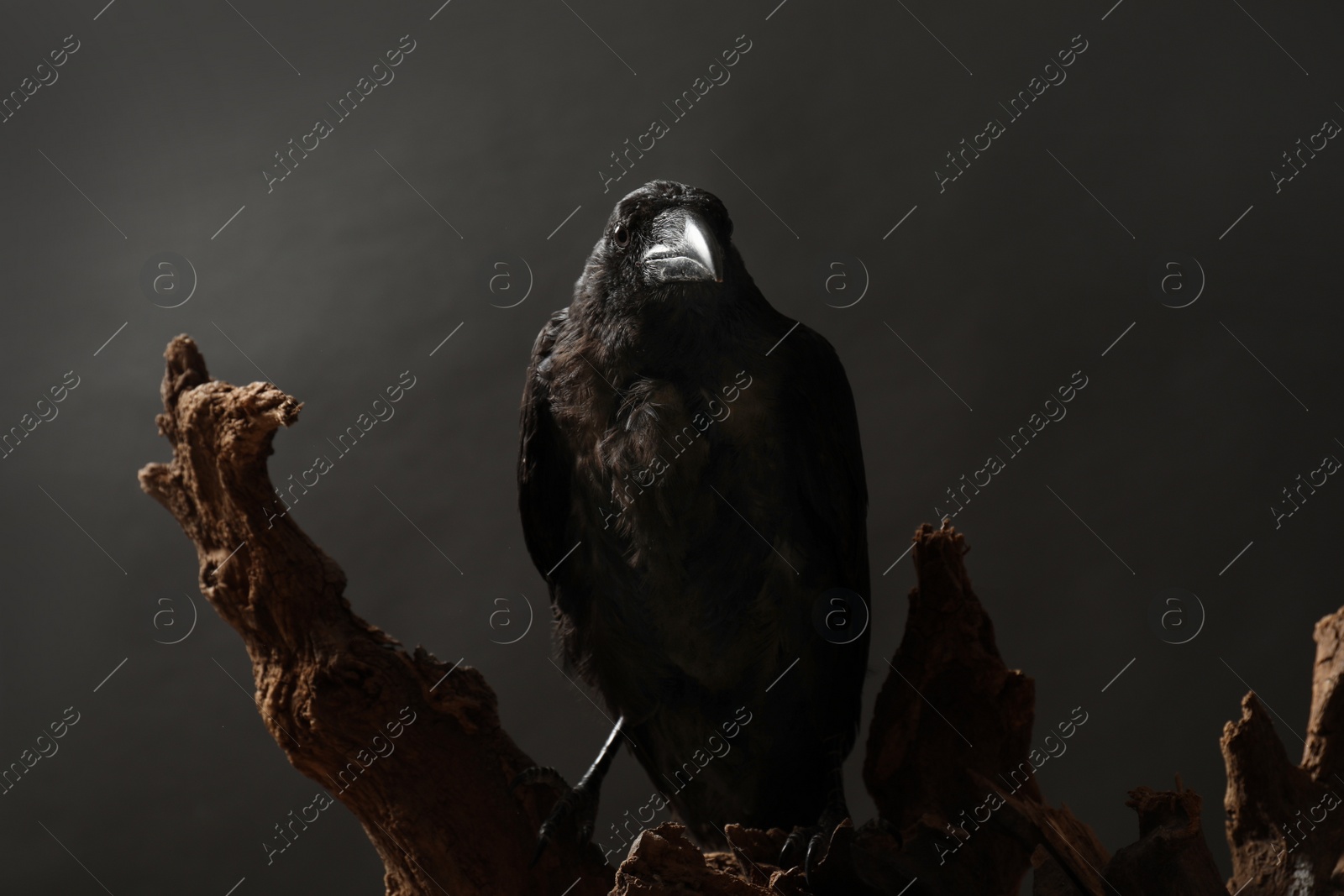 Photo of Beautiful common raven perched on wood against dark background