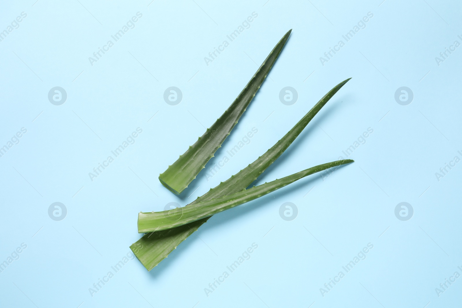 Photo of Fresh aloe vera leaves on light blue background, flat lay