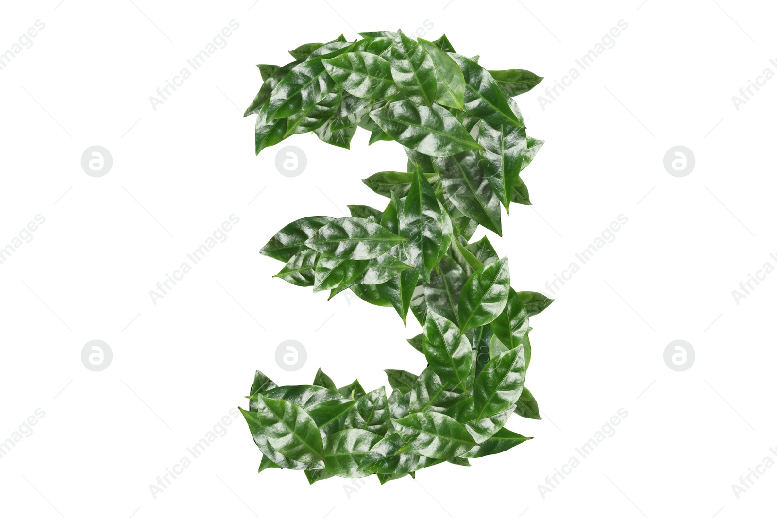 Image of Number 3 made of fresh green leaves on white background