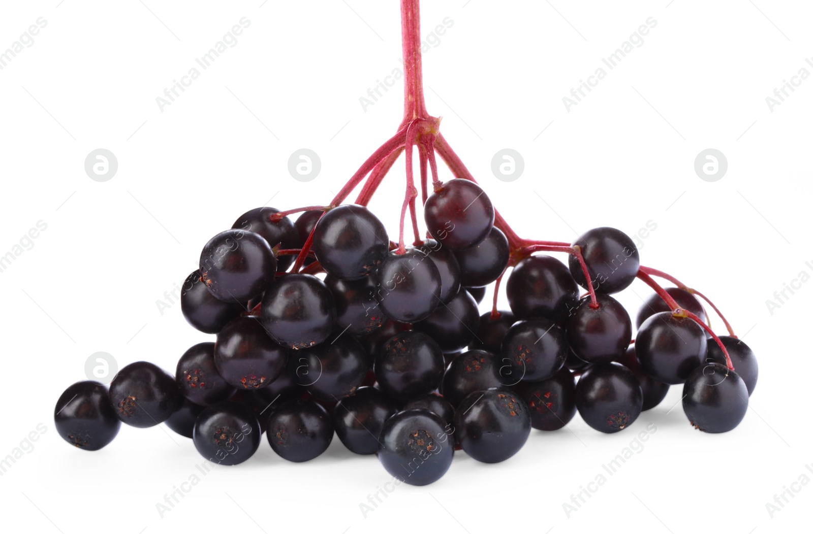 Photo of Cluster of elderberries (Sambucus) isolated on white