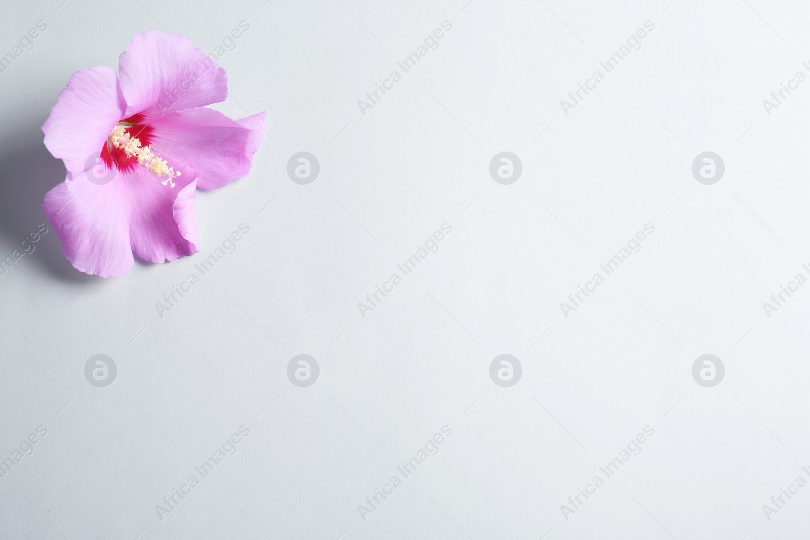 Photo of Beautiful tropical Hibiscus flower on color background with space for design, top view