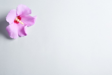 Photo of Beautiful tropical Hibiscus flower on color background with space for design, top view