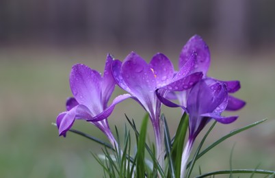 Photo of Fresh purple crocus flowers growing on blurred background