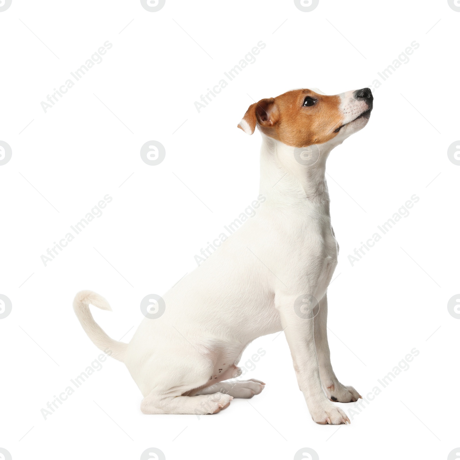 Photo of Cute Jack Russel Terrier on white background. Lovely dog