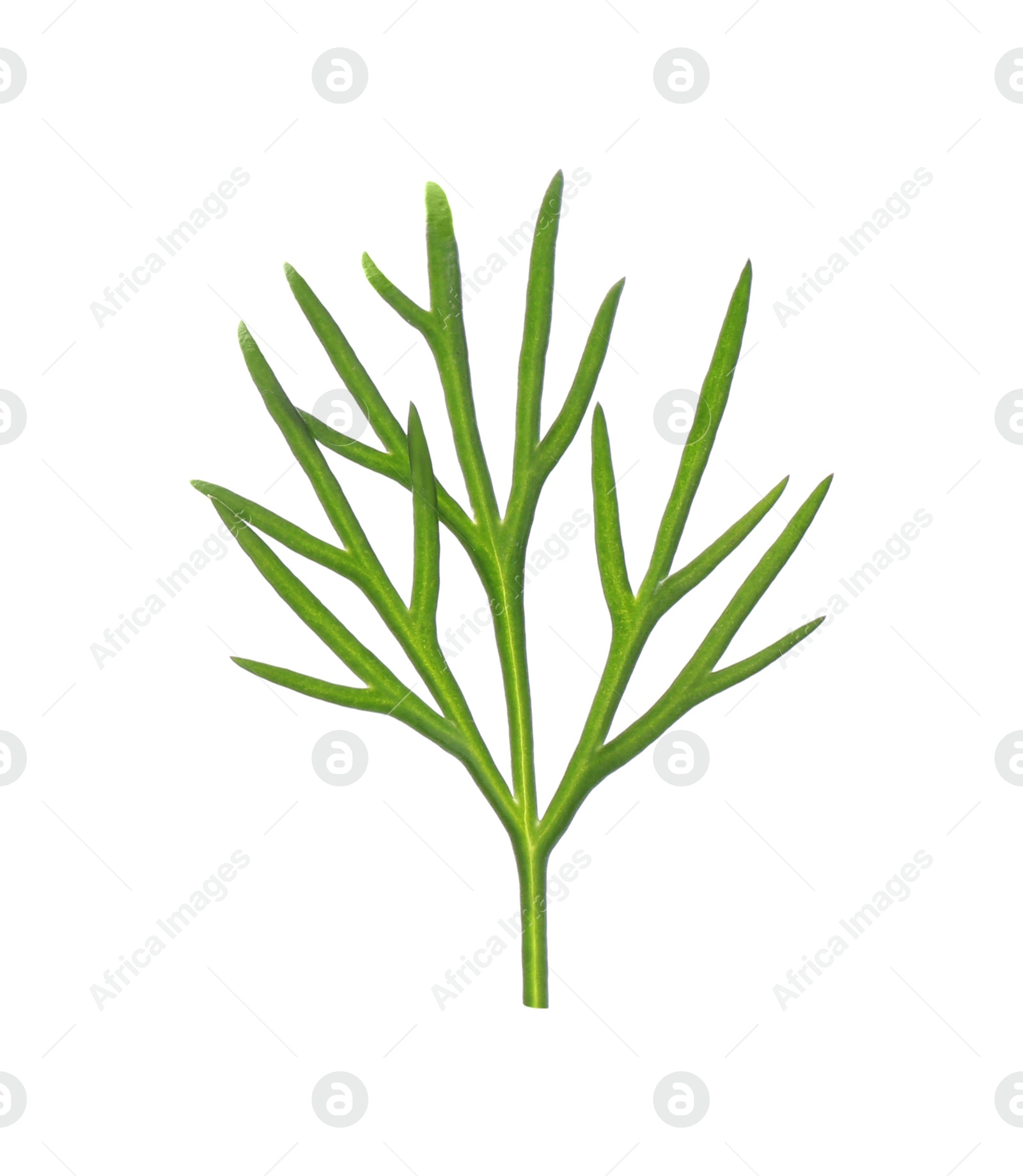 Photo of Sprig of fresh dill isolated on white