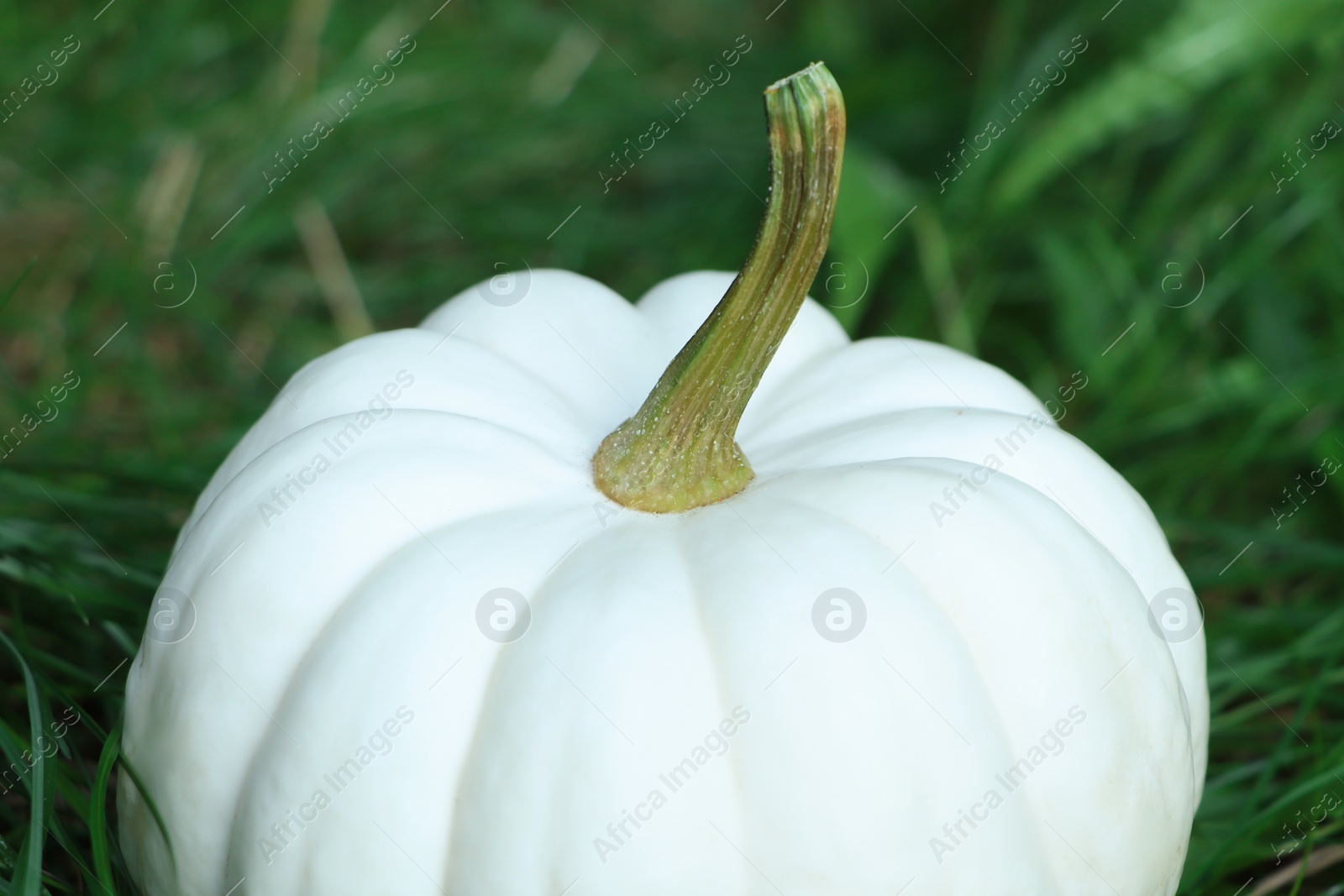 Photo of Whole white pumpkin among green grass outdoors, closeup