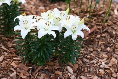 Photo of Beautiful blooming lily flowers growing in garden. Spring season